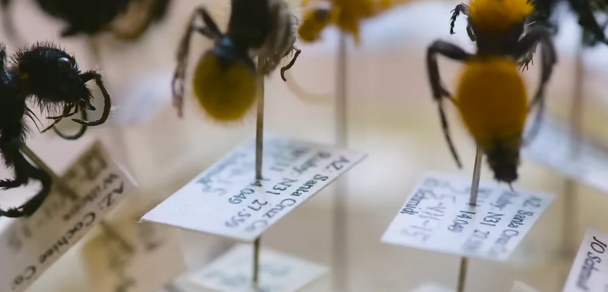 Viețuitoarele cu cea mai dureroasă înțepătură din lume: „Senzație de deces iminent. Unii au implorat medicii să îi lase să moară”