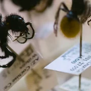 insecte intepaturi dureroase Captura Great Big Story  png