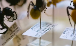 insecte intepaturi dureroase Captura Great Big Story  png