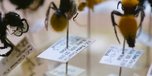 insecte intepaturi dureroase Captura Great Big Story  png