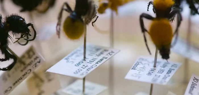 insecte intepaturi dureroase Captura Great Big Story  png