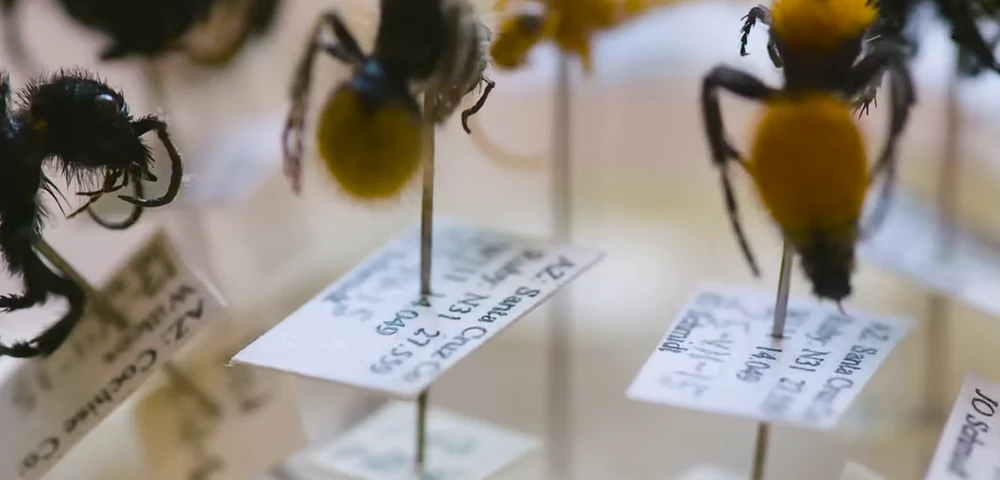 Viețuitoarele cu cea mai dureroasă înțepătură din lume: „Senzație de deces iminent. Unii au implorat medicii să îi lase să moară”