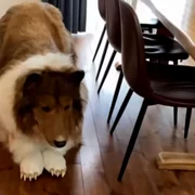 om caine collie toco japonia tokyo jpg