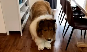 om caine collie toco japonia tokyo jpg