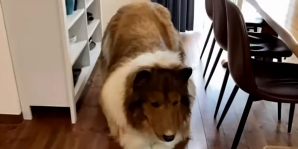om caine collie toco japonia tokyo jpg