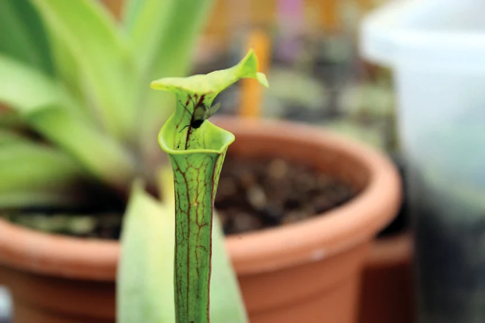 Muştele, hrană pentru plantele sătmăreanului