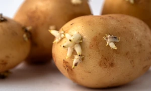 shutterstock 2583926451 jpg