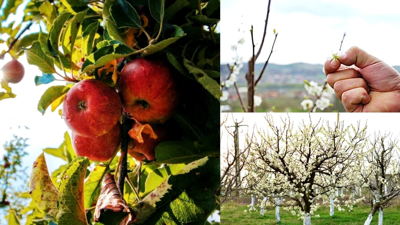 Cu ce trebuie să stropim pomii fructiferi după scuturarea florilor