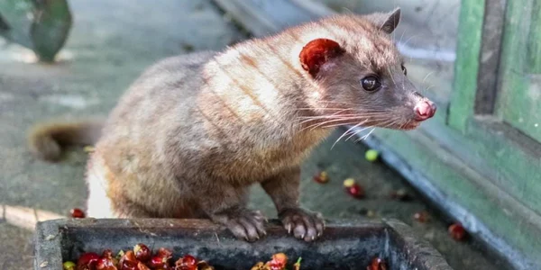Cafeaua Kopi Luwak Twitter jpg