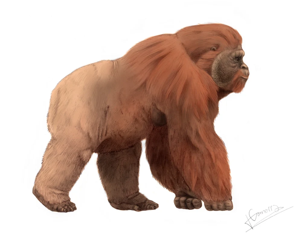 De ce a dispărut Gigantopithecus, cea mai mare primată care a trăit pe pământ acum sute de mii de ani. Era un adevărat King-Kong