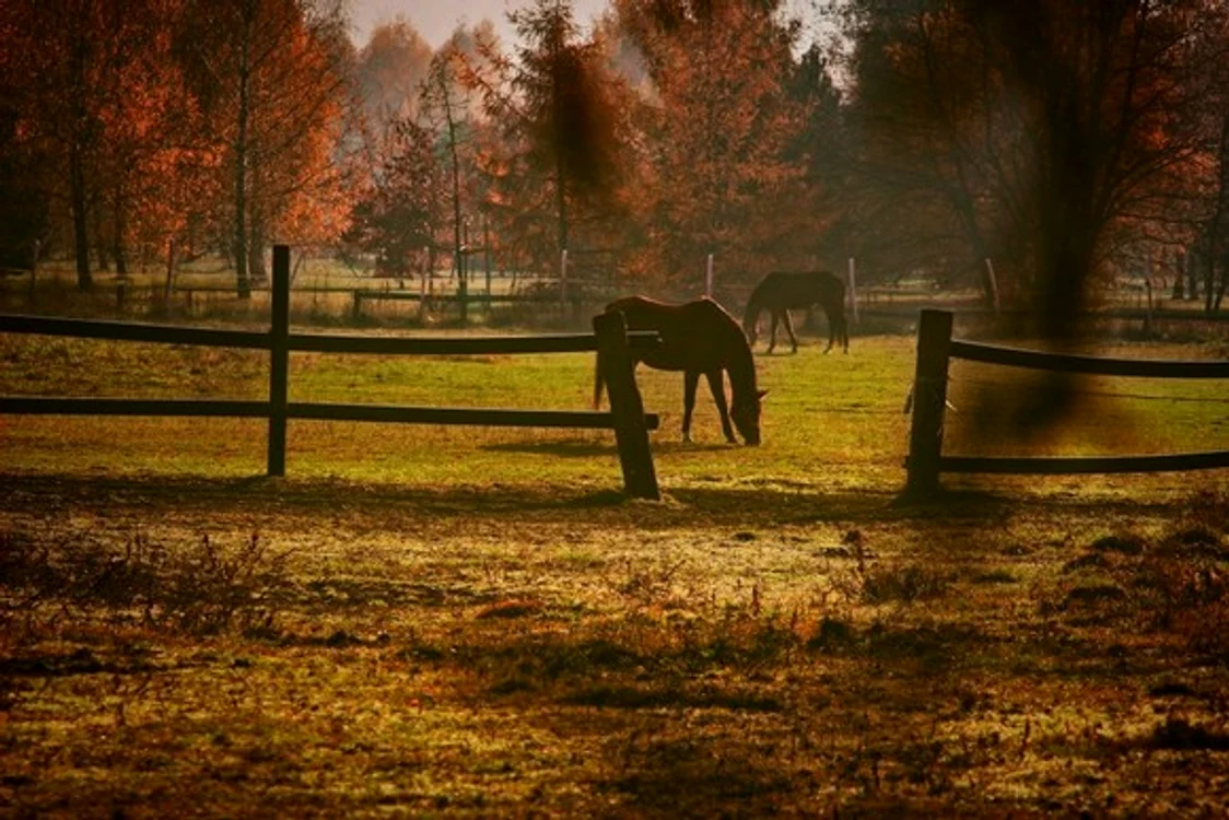 
    De Ispas, vitele se bat cu leuștean pentru a fi sănătoaseSurs foto: Ziarul de Iași  