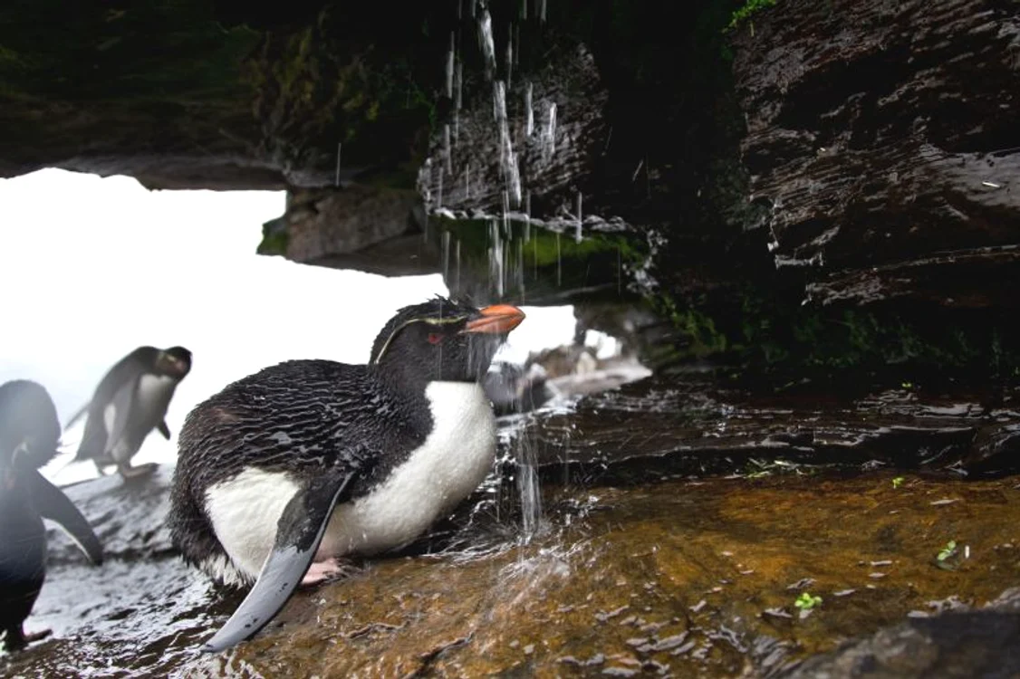 Pinguini (Foto: Photoland/Caters)