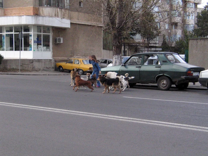 Câinii fără stăpân fac anual sute de victime