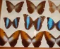 insecte