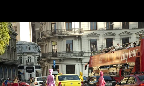 Animale urbane jpeg