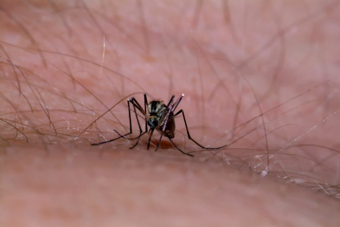 
    Virusul Zika a început să facă din ce în ce mai multe victimefoto: Hepta  
