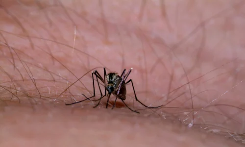 tantar virus zika jpeg