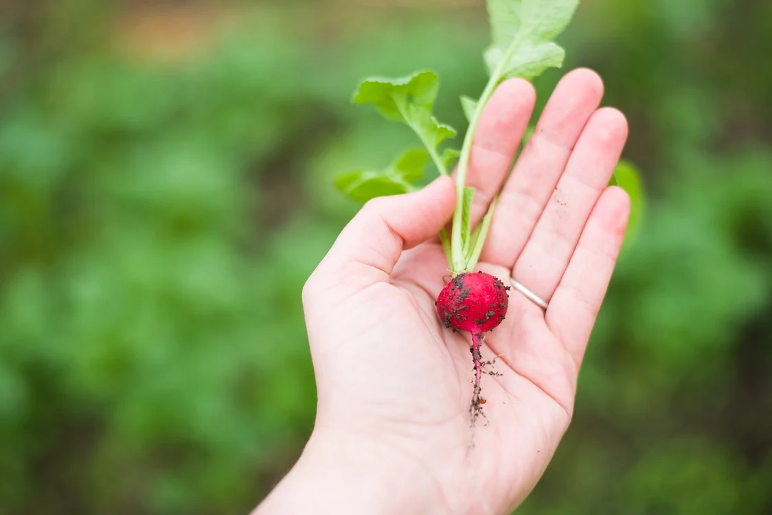 Ridichile se plantează toamna / foto: Pixabay