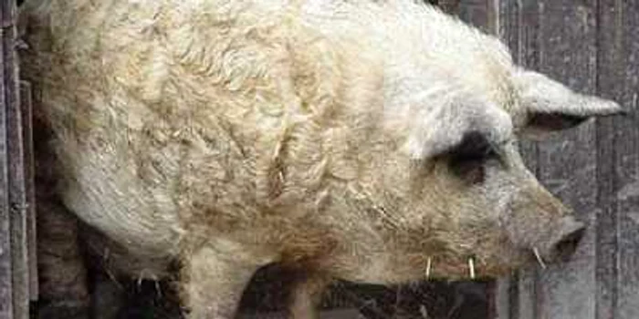 Porcul de Mangaliţa FOTO agraria.org