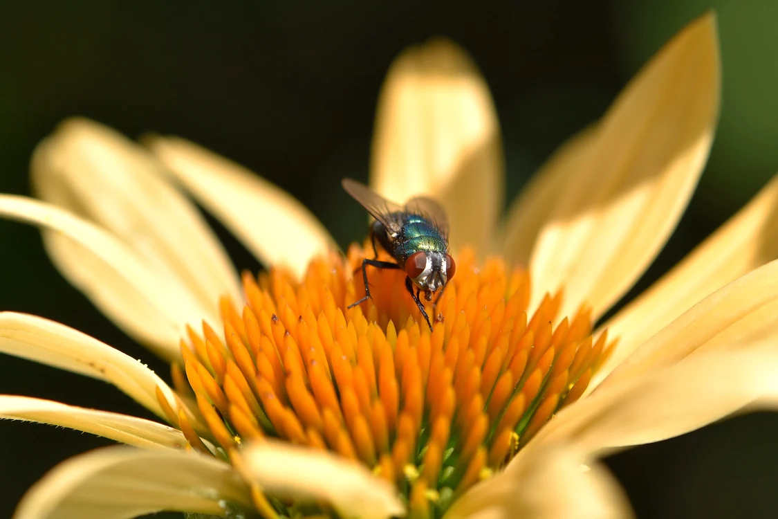 
    Muștele sunt insecte de care vrem să scăpăm imediatFOTO: Pixabay.com  