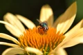 fly 4406547 1920 jpeg