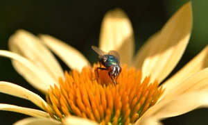 fly 4406547 1920 jpeg