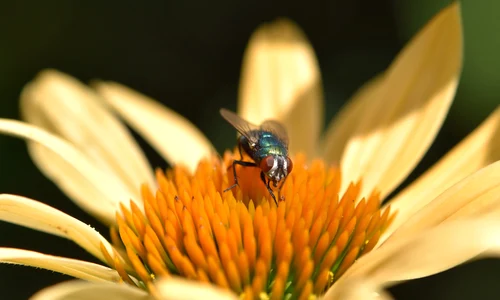 fly 4406547 1920 jpeg
