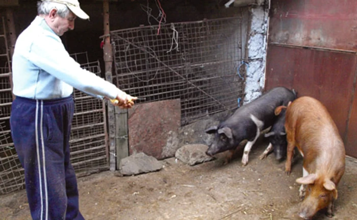 Traian Irimie are în grijă şase porci şi câteva zeci de păsări