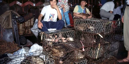 Marfă - vânzare - piaţă Wuhan / FOTO Profimedia