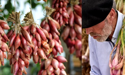 Ceapa Rosie foto Ilona Ilyes  Pixabay Ben Kercs jpg