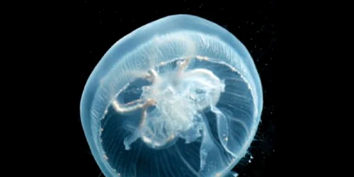 Meduzele vor fi folosite ca  materie primă 