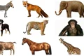 animale captura video jpg