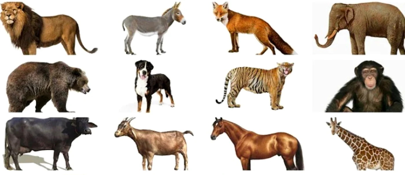 Unicul animal din lume despre care se spune că are patru genunchi.