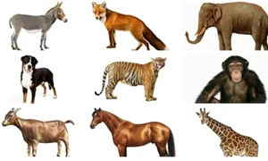 animale captura video jpg