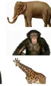 animale captura video jpg