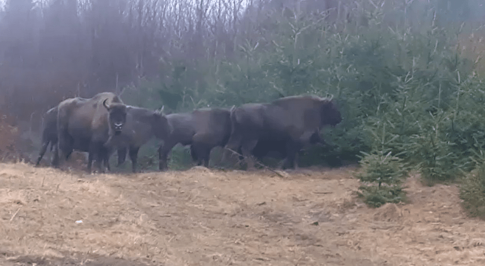 Întâlnire cu o turmă de zimbri în libertate. Masculi imenși, de aproape o tonă, printre femele VIDEO