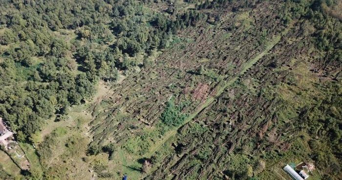 Furtuna a culcat la pământ sute de copaci FOTO Romsilva