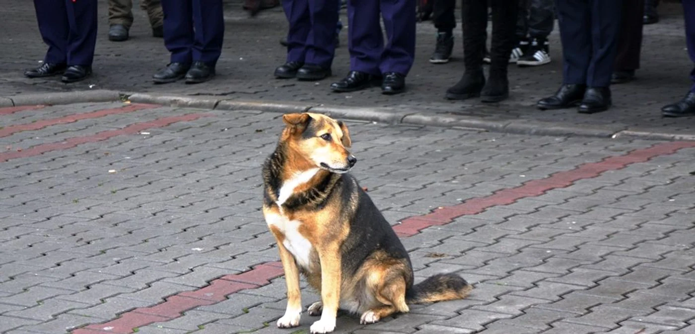 Ziua Naţională - Bistriţa FOTO: Bianca Sara