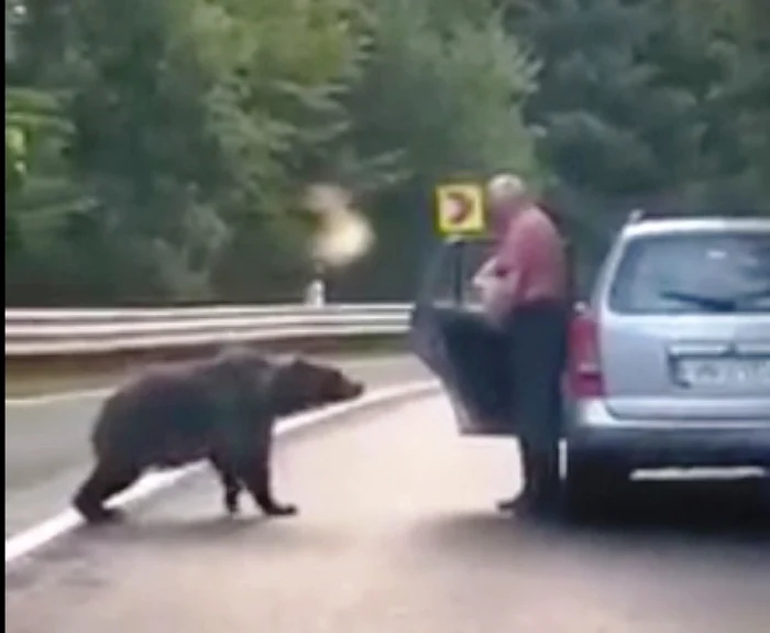 Autorităţile au transmis în mai multe rânduri recomandări ca oamenii să nu dea de mâncare urşilor şi să nu oprească în preajma lor.