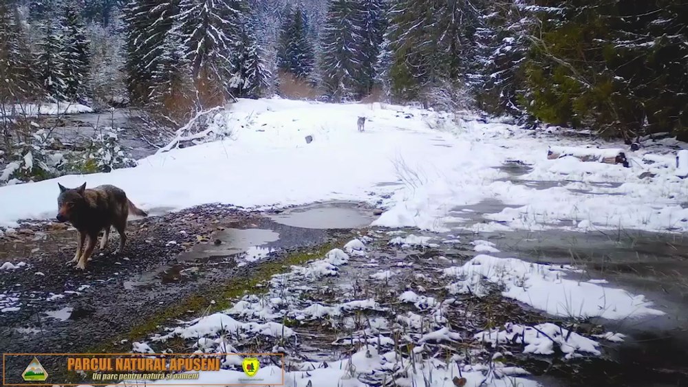 Trei lupi văd o cameră de supraveghere amplasată într-o pădure din Apuseni. Cum reacționează animalele sălbatice VIDEO