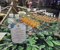 Kolping Timișoara la Olimpiada Gastronomică de la Stuttgart FOTO Casa Calfelor Kolping