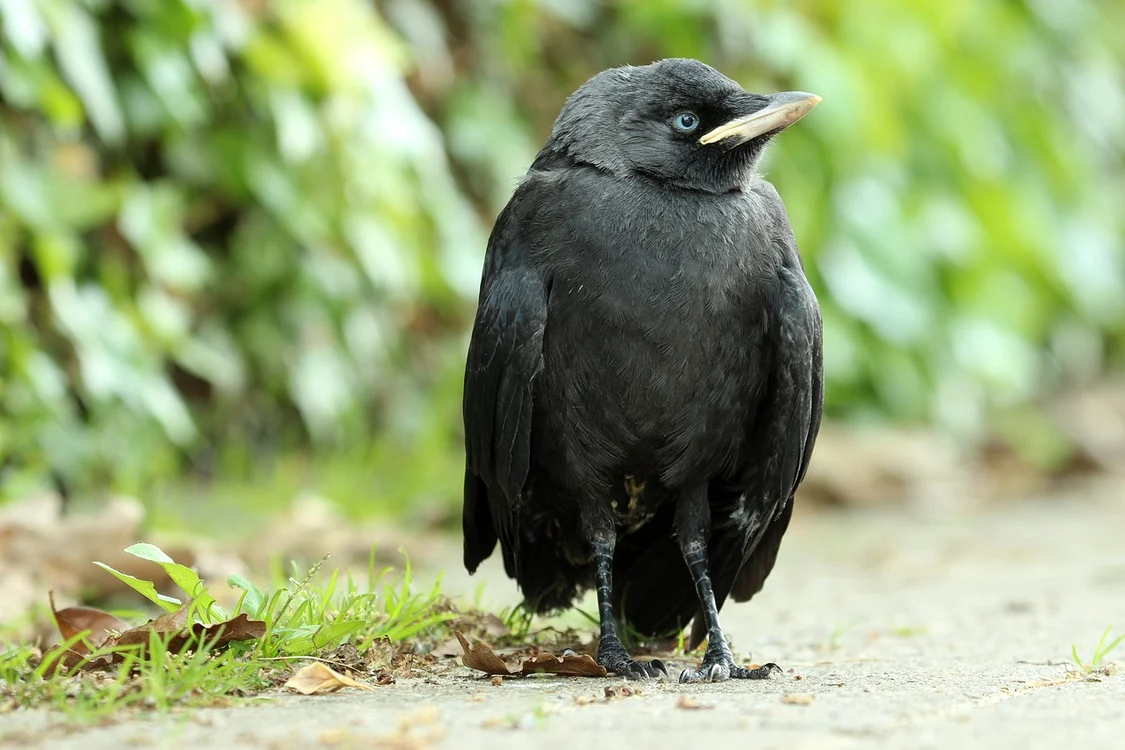 young jackdaw 2842805 1280 jpg jpeg