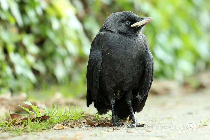 young jackdaw 2842805 1280 jpg jpeg