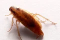 blatella germanica gandac de bucatarie jpeg