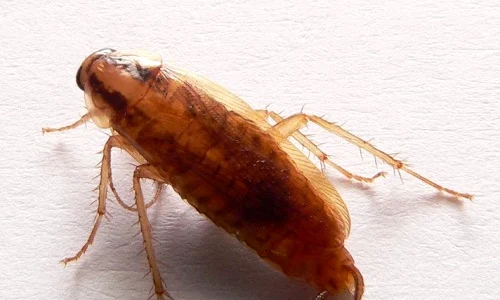 blatella germanica gandac de bucatarie jpeg