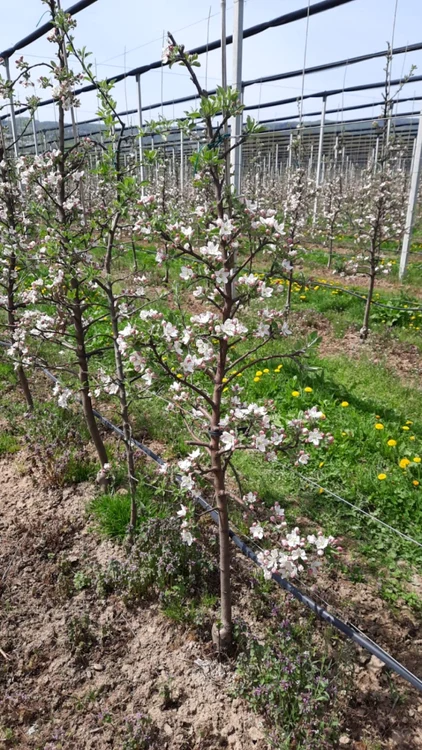 Pomicultorii din Voineşti îşi montează
