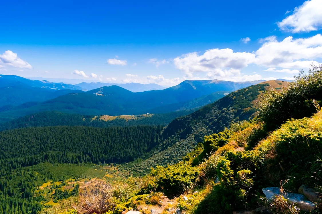 În Munții României, există mai multe plante otrăvitoare / foto: Pixabay