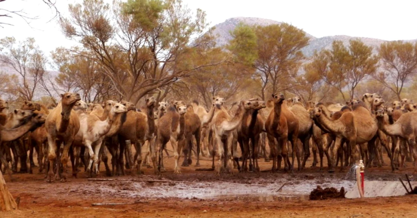 Cămile din Australia FOTO EPA