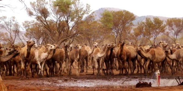 Camile din Australia FOTO EPA