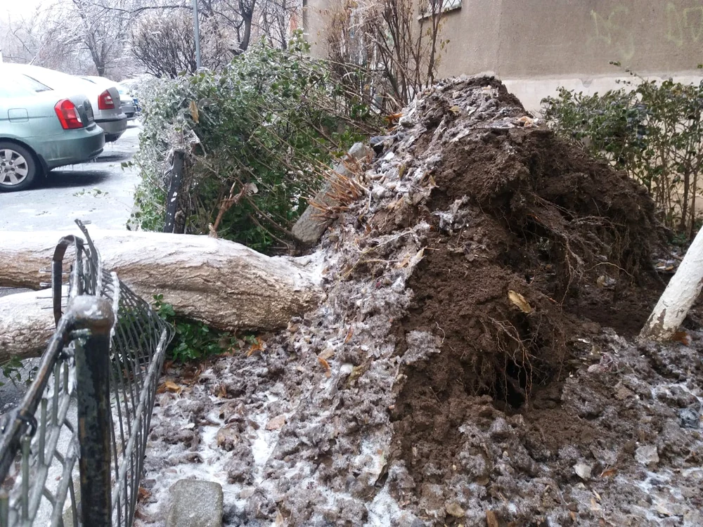 
    Mai mulți copaci au fost smulși din rădăcini din cauza cantității mari de gheață adunată pe ramuriFoto:Andreea Dancu   